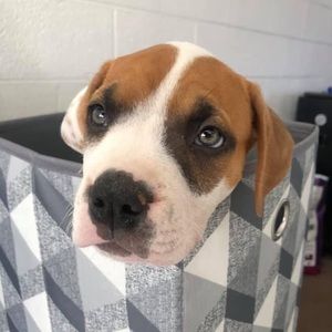 Meet your Posher, Olyvia